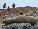 Kaliforniese seeleeu (Zalophus californianus), 3 of 3