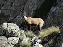 Pyrenee-sewe