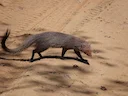 Rooimangoes (Urva smithii), 4 of 4