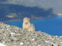 Arktiese grondseekat (Urocitellus parryii), 4 of 4