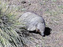 Dwerghulpskildpad (Zaedyus pichiy), 2 of 7