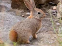 Hewitt se Rooi Rotkonyn (Pronolagus saundersiae), 2 of 5