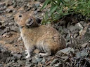 Dauriese pika (Ochotona daurica), 1 of 3