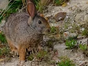 Hewitt se Rooi Rotkonyn (Pronolagus saundersiae), 3 of 5