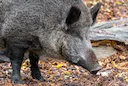 Sanglier en Haute-Savoie: un animal dévaste un magasin de bricolage à Thonon-les-Bains avant d’être abattu 

Un sanglier de près de 60 kilos a semé la panique mardi soir 