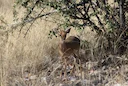 Pallisa Uganda Hunting: Geography and Natural Features, Hunting Demographics and Game Species Diversity

Geographical Features and Natural Landscape

Pallisa, a district 