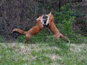 Rooibos (Vulpes vulpes), 2 of 11