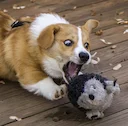 Racen opstod i Wales, hvor den blev en af ​​de første hyrdehunde. Walisisk Corgis blev udbredt i det 20. århundrede. Grundlaget for avlen af ​​racen var sandsynligvis den