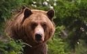 «Сами растим обед для хищника»: охотовед Якутии бьет тревогу из-за нашествия медведей и волков в 2026 году
Якутия (Республика Саха) столкнулась с критической ситуацией в «Сами растим обед для хищника»: охотовед Якутии бьет тревогу из-за нашествия медведей и волков в 2026 году
Якутия (Республика Саха) столкнулась с критической ситуацией в