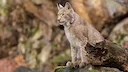 El lince ibérico no es un perro ni una vaca: por qué su conservación debe respetar su libertad salvaje

La recuperación del lince ibérico es uno de los mayores hitos de c