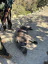 Chasse au Sanglier au Maroc 2025 : Tarifs, Saison, Régions, Méthodes et Infos Pratiques

La chasse au sanglier au Maroc en 2025 reste l’une des activités cynégétiques les