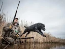 America's Duck Dog: The Labrador Retriever
The Labrador retriever is the most well-known of all the sporting group breeds, so much so that it is commonly seen as a family