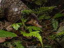 Chinese skubdier
