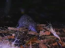 Groot egeltanrek (Setifer setosus), 3 of 5