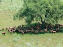 Mystery Animal Attacks in South Sudan: 17 Injured in Aweil West & North Counties | Rabies Risk & Safety Alert for Hunters & Outdoor Enthusiasts
17 people injured in myste