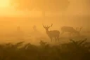 New Zealand Launches Research into Deer Bait Station Rules, Citing Concerns Over Unnecessary Hunting Restrictions
The New Zealand government has commissioned new resear New Zealand Launches Research into Deer Bait Station Rules, Citing Concerns Over Unnecessary Hunting Restrictions
The New Zealand government has commissioned new resear