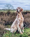 The English Setter: A Gentleman's Gun Dog – History, Hunting Prowess, and Care

The English Setter, often dubbed a "gentleman's gun dog," is more than just a pretty face 