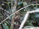 Geelkeelseekster (Sciurus gilvigularis), 4 of 4