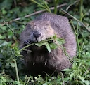 Der Biber, ein fleißiges und geschicktes Tier, formt mit seiner Präsenz die Gewässerlandschaften und verkörpert den Geist des Baumeisters in der Natur. Mit seinen scharfe Der Biber, ein fleißiges und geschicktes Tier, formt mit seiner Präsenz die Gewässerlandschaften und verkörpert den Geist des Baumeisters in der Natur. Mit seinen scharfe