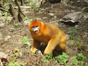 Goudsnubbe-aap (Rhinopithecus roxellana), 3 of 6