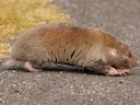 Kaapse duinmolrot