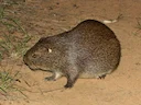 Grootrietrot (Thryonomys swinderianus), 2 of 3