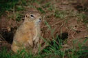 Saskatchewan Hunters Offer Free Gopher Control After Strychnine Ban 

A unique partnership between farmers and hunters is taking root in Saskatchewan. The Saskatchewan Wi