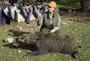 Middle Atlas Boar Hunting: In the footsteps of a Wild Boar in the Heart of Morocco. Geographical and Natural Features of the Middle Atlas for Hunting
The Middle Atlas is Middle Atlas Boar Hunting: In the footsteps of a Wild Boar in the Heart of Morocco. Geographical and Natural Features of the Middle Atlas for Hunting
The Middle Atlas is