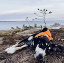 Dunker Hunting Dog: A Rugged Norwegian Tracker for Hare and More 🐾

The Dunker hunting dog, also known as the Norwegian Hound, is one of the most underrated yet highly c