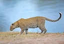 Luiperd (Panter)
