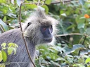 Indochinese langur (Trachypithecus germaini), 3 of 3