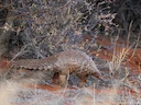Temminck se grondpangolin (Smutsia temminckii), 5 of 5