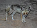 Rüppell-seeënd (Vulpes rueppellii), 4 of 4
