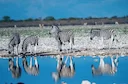 Zebra Hunting in Namibia: A Striped Trophy Worth Pursuing

Namibia, a land of vast savannas and dramatic landscapes, offers a unique hunting experience. Among the diverse