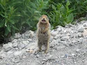 Arktiese grondseekat (Urocitellus parryii), 2 of 4