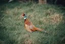 La Chasse dans le TARN-ET-GARONNE: Explorez la Démographie, Naviguez dans les Saisons de Chasse et Découvrez des Traditions

Le département du Tarn-et-Garonne, situé en r