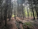 ❗️❗️ WOODLAND FOR SALE ❗️❗️
📍 Blaenpennal, Aberystwyth
🌲 Enchanting 13 acre Woodland
🍃 Mix of conifer and broadleaf woodland
🦜 Mananged as a wildlife and ecological ❗️❗️ WOODLAND FOR SALE ❗️❗️
📍 Blaenpennal, Aberystwyth
🌲 Enchanting 13 acre Woodland
🍃 Mix of conifer and broadleaf woodland
🦜 Mananged as a wildlife and ecological