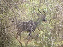 Klein kudu (Tragelaphus imberbis), 3 of 3