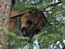 Bergleeu (Puma concolor), 2 of 14