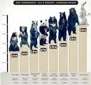 Медведи мира: гид для охотника

В семействе медвежьих (Ursidae) насчитывается восемь современных видов, обитающих в Евразии, Северной и Южной Америке. Для охотника важно 