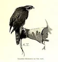Falconry is the hunting of wild animals in their natural state and habitat by means of a trained bird of prey. Small animals are hunted; squirrels and rabbits often fall 