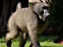 Hamadryas-baboen (Papio hamadryas), 4 of 5