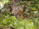 Langstertgrondseekhoorn (Urocitellus undulatus), 2 of 3