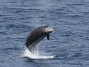Cuvier se snabelwal (Ziphius cavirostris), 5 of 5