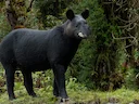 Bergtapir (Tapirus pinchaque), 2 of 5