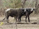 भैंस (अफ्रीकी भैंस) (Syncerus caffer brachyceros), 4 of 5