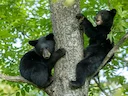 Controversy in the Sunshine State: Inside Florida's Black Bear Hunt Backlash
Florida's first state-sanctioned black bear hunt in a decade concluded on December 28, 2025, Controversy in the Sunshine State: Inside Florida's Black Bear Hunt Backlash
Florida's first state-sanctioned black bear hunt in a decade concluded on December 28, 2025,