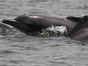 Atlantiese bultdolfyn