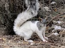 Rooibuisekster (Sciurus aureogaster), 5 of 7