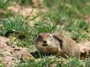 Klein grondseekat (Spermophilus pygmaeus), 4 of 4